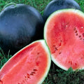 Black Diamond Watermelon Seeds, Heirloom NON-GMO Citrullus lanatus, 25 Seeds, Vining, Sweet, Dark Green Rind