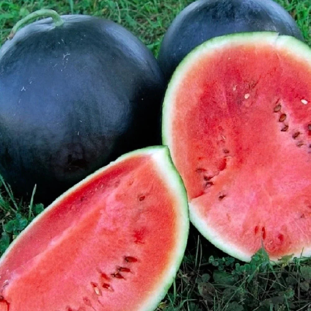 Black Diamond Watermelon Seeds, Heirloom NON-GMO Citrullus lanatus, 25 Seeds, Vining, Sweet, Dark Green Rind