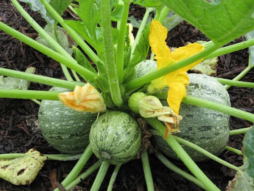 Round Zucchini Seeds - Heirloom Cucurbita pepo Vegetable Seeds for Home Gardening, 20+ Pack