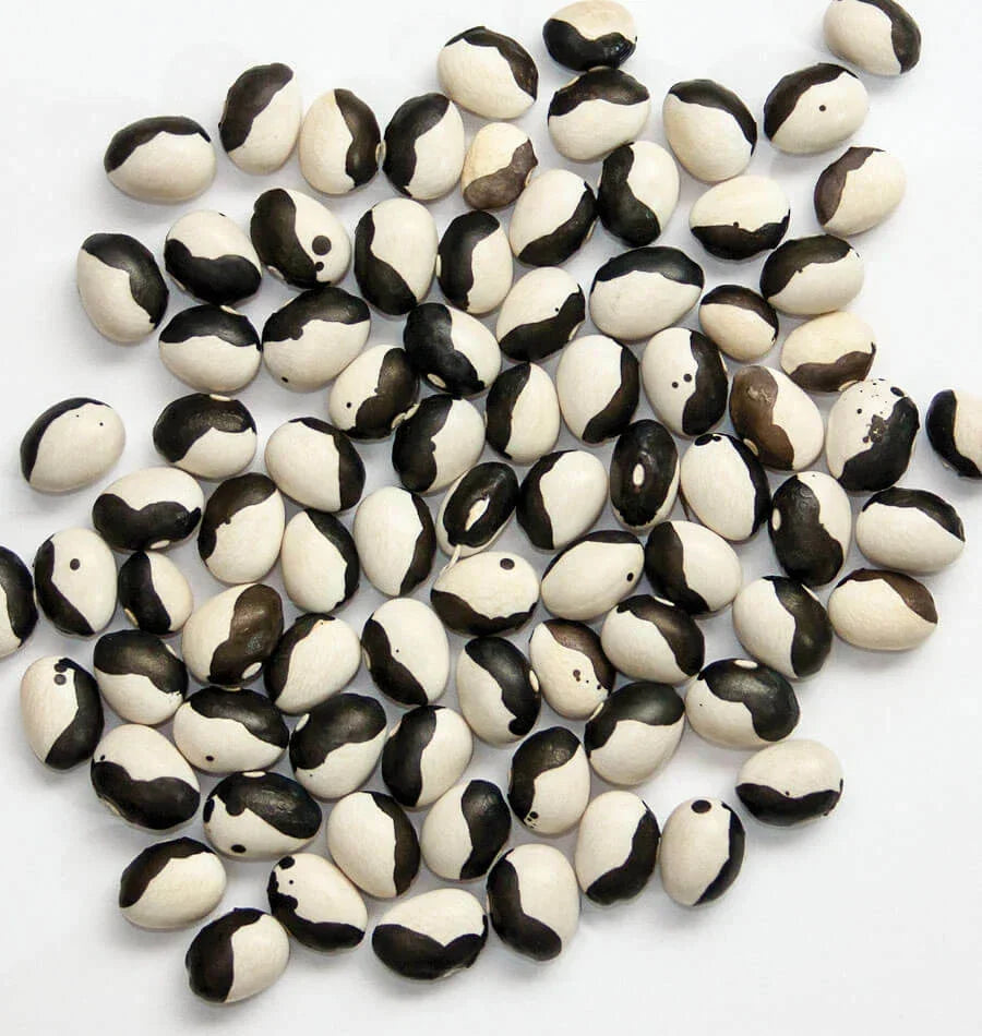 Calypso Bean Seeds - Heirloom Phaseolus vulgaris - Black and White Striped Soup Beans, Organic, Non-GMO, Bush-Type, Pack of 50 Seeds