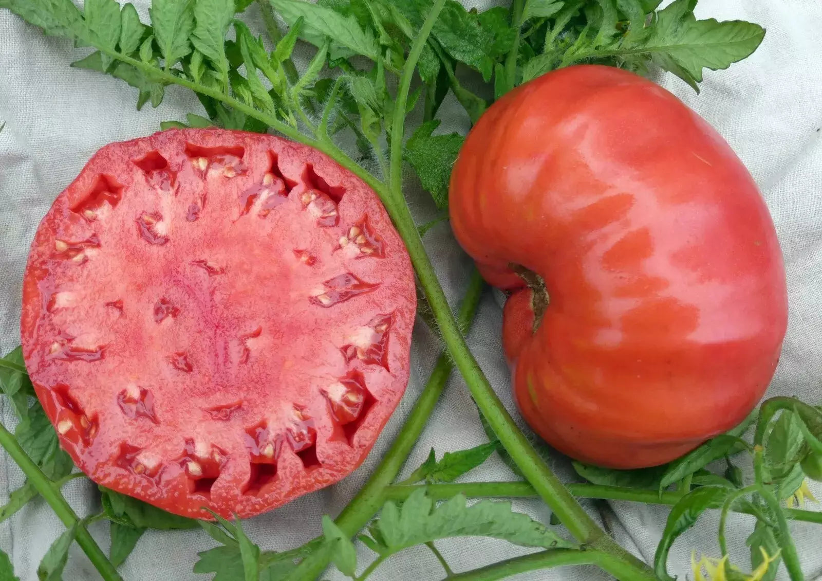 Mortgage Lifter Tomato Seeds - Heirloom Organic Non-GMO Seeds for Home Gardening, Large Juicy Fruits, High Yield, Solanum lycopersicum