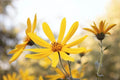Engelmann's Daisy Seeds - 25+ Wildflower Seeds - Engelmannia peristenia - Native US Wildflower for Pollinators and Gardens