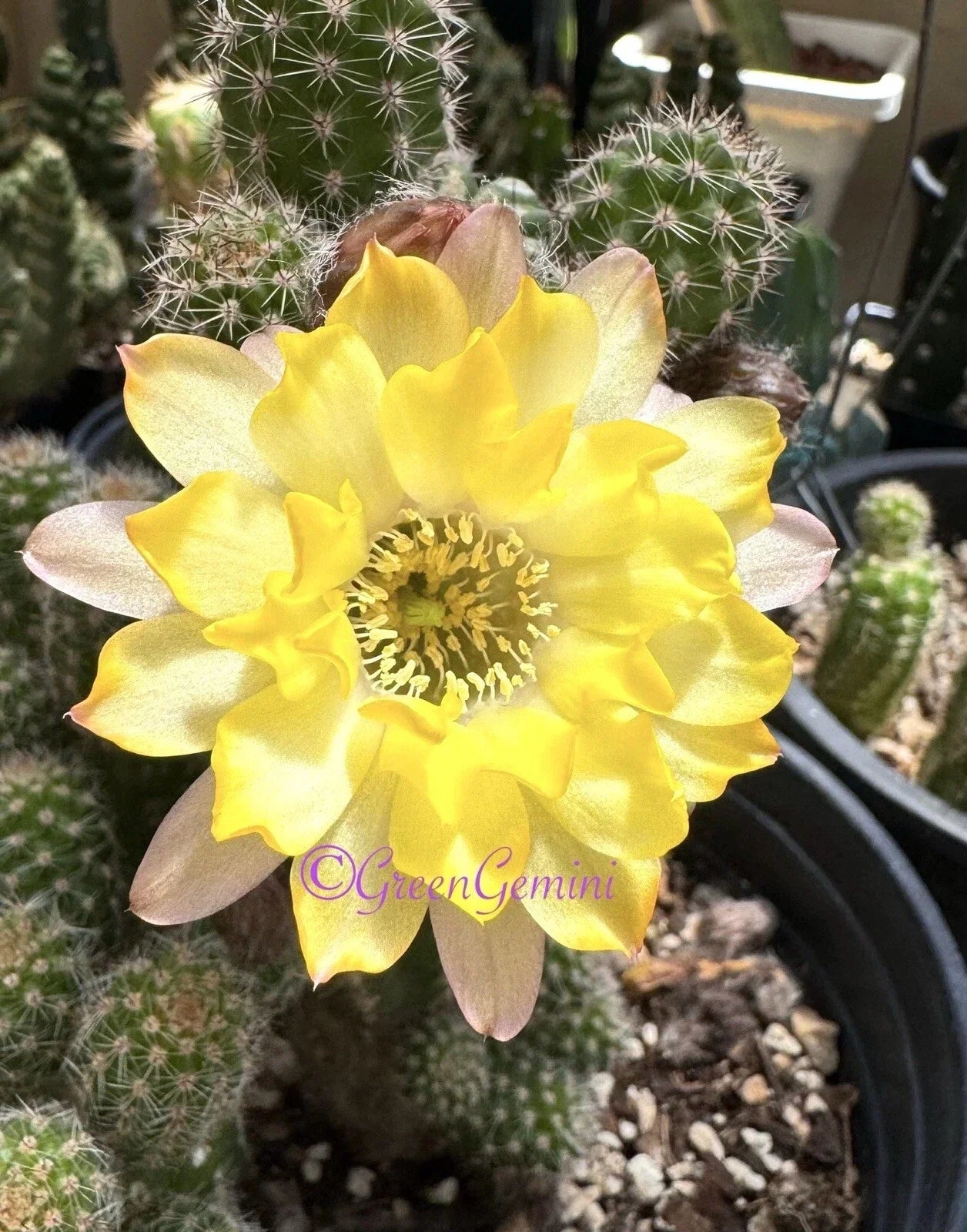 Peanut Cactus Plant - Lincoln Lemon Sorbet - Chamaecereus European Hybrid - Rooted Succulent in 4-Inch Pot