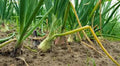 Texas Early Grano Onion Seeds, Heirloom Vidalia Type, Allium cepa, Short Day Onion for Gardening & Cooking