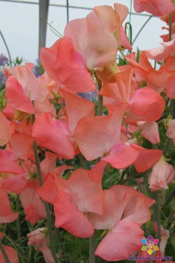 Candyfloss Sweet Pea Seeds - 50+ Pack, Lathyrus odoratus, Fragrant Pastel Climbing Flowers for Garden & Containers