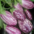 Eggplant Seeds – Heirloom Pandora Striped Rose Non-GMO Vegetable Seeds, 50+ Packets, Solanum melongena