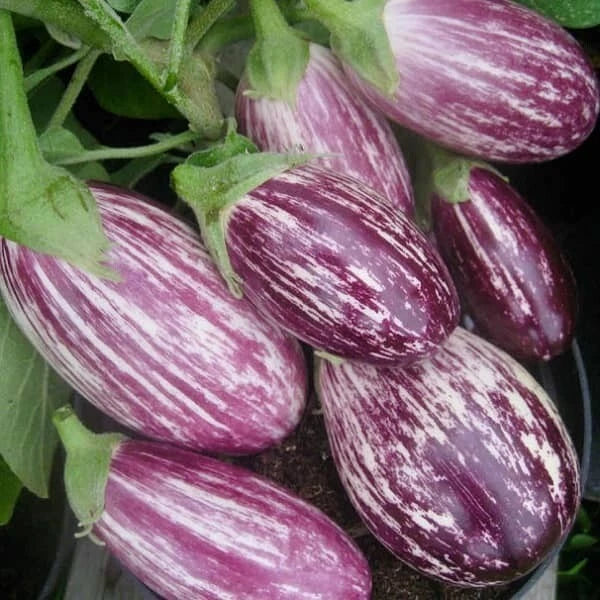 Eggplant Seeds – Heirloom Pandora Striped Rose Non-GMO Vegetable Seeds, 50+ Packets, Solanum melongena