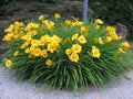 Daylily Bare Root Plants Set of 2 - Stella d'Oro Hemerocallis Live Starter, Vibrant Yellow Flowers, Full Sun, Low Maintenance