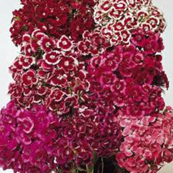 Sweet William Seeds - 100+ Colorful Flower Clusters - Dianthus barbatus - Garden, Border, Container Planting