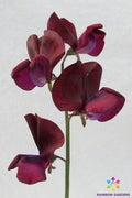 Black Knight Sweet Pea Seeds - 50 Pack, Fragrant Deep Purple Flowers, Lathyrus odoratus, Heirloom, USA Grown, Free Shipping
