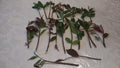 Cherry Laurel Cuttings 5-8" Fresh Unrooted Shrubs for Hedges Prunus laurocerasus Organic