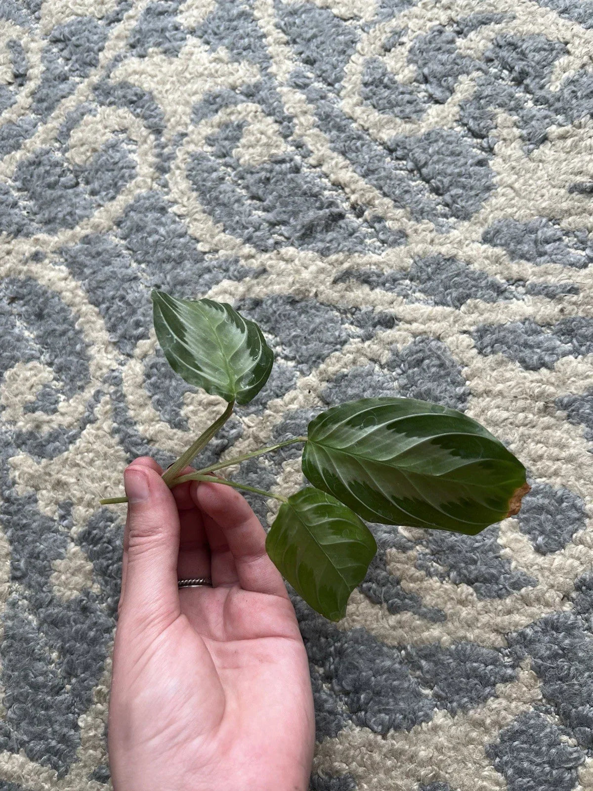 Maranta Silver Band Cutting – 3 Leaves, 2 Nodes – Rare Tropical Indoor Plant – Maranta leuconeura Var.