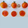 Jaune Flammee Tomato Seeds - 25 Count, Golden-Orange, Lycopersicon esculentum, Heirloom, Non-GMO, Fresh 2023 Harvest