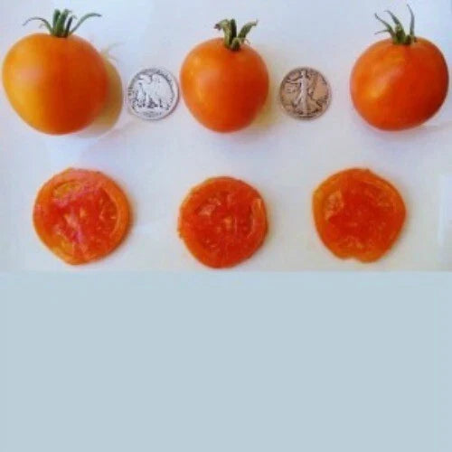 Jaune Flammee Tomato Seeds - 25 Count, Golden-Orange, Lycopersicon esculentum, Heirloom, Non-GMO, Fresh 2023 Harvest
