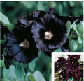Black Hollyhock Flower Seeds - 25+ Alcea rosea Perennial Garden Seeds for Borders & Cottage Gardens