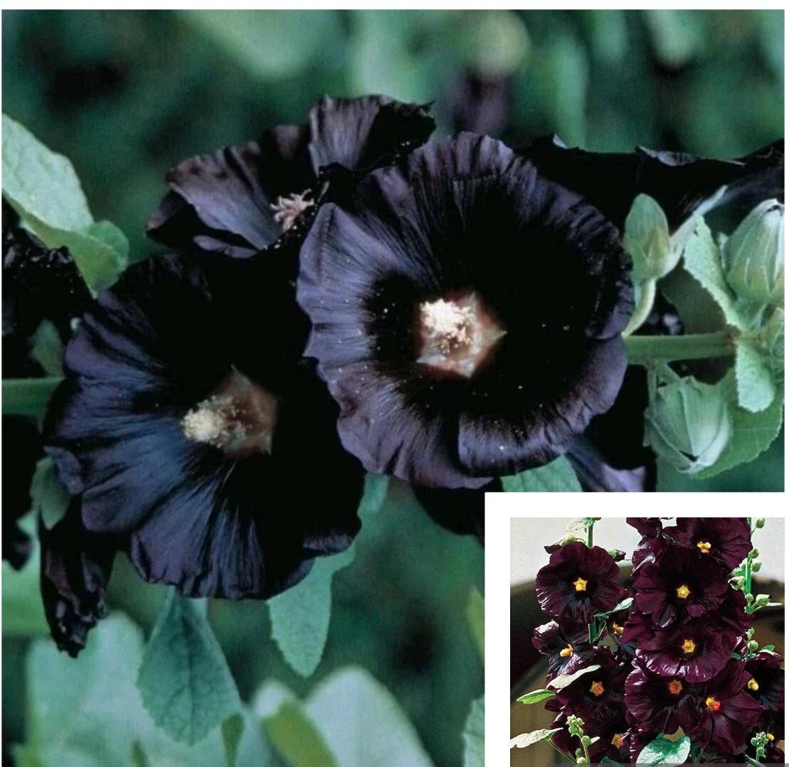 Black Hollyhock Flower Seeds - 25+ Alcea rosea Perennial Garden Seeds for Borders & Cottage Gardens