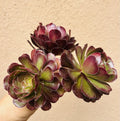 Aeonium Voodoo Cutting - 4" Rare Dark Purple Aeonium Succulent