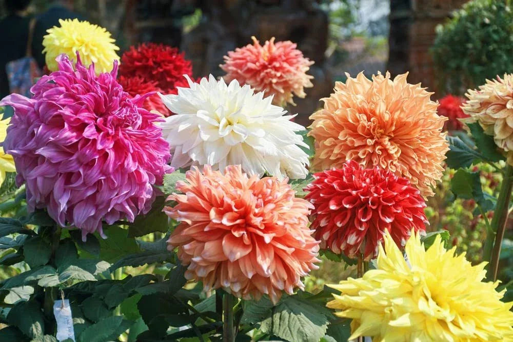 Dahlia Flower Seeds 30 Pack Showtime Showpiece Garden Plants, Dahlia pinnata, Vibrant Colors, Easy to Grow