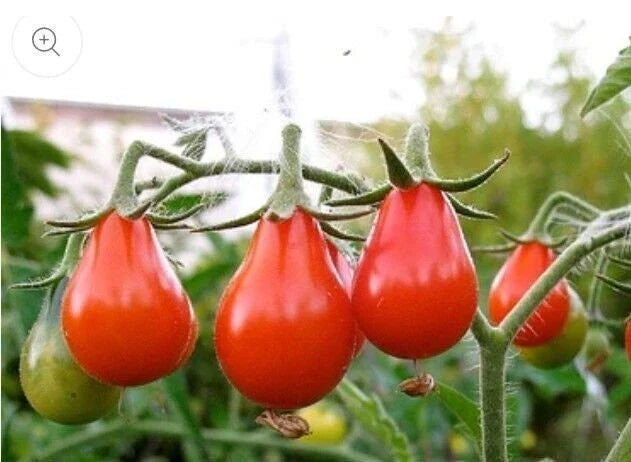 Red Pear Tomato Seeds – Heirloom Non-GMO Solanum lycopersicum, Pear-Shaped, Flavorful, Seed Packet for Garden & Greenhouse