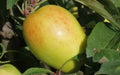 Kandil Sinap Apple Seeds - 25+ Non-GMO Malus domestica for Garden Planting, Home Growing, Fruit Trees