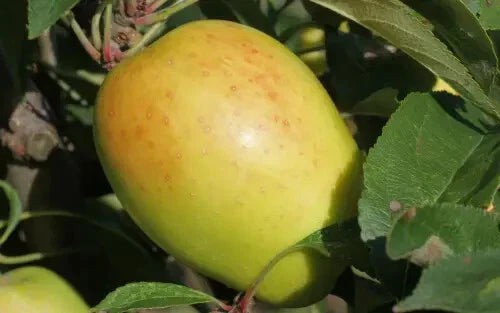 Kandil Sinap Apple Seeds - 25+ Non-GMO Malus domestica for Garden Planting, Home Growing, Fruit Trees
