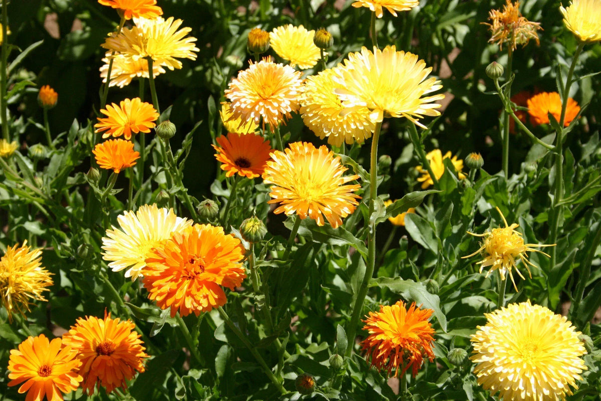 Calendula officinalis Seeds Set of 50 | Pacific Beauty Mix Garden Flowers Organic Flower Seeds