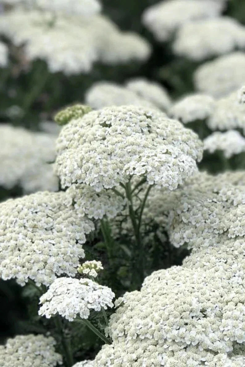 White Yarrow Seeds - Organic Achillea millefolium - 500 Non-GMO Wildflower Seeds for Pollinators & Gardens