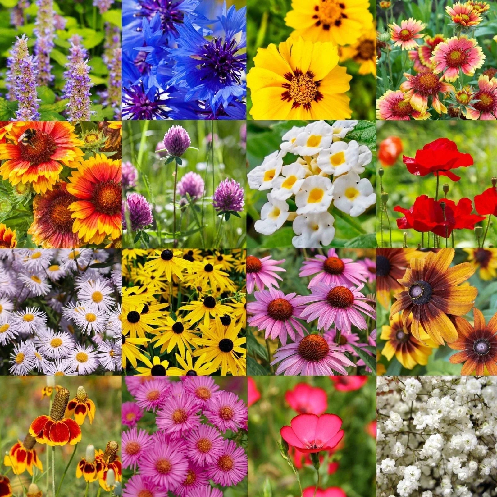Wildflower Seed Mix 1/2LB Native Midwest Wildflowers for Pollinators, Colorful Blooms, Bulk Seed Mix