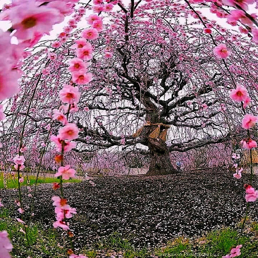 Weeping Sakura Cherry Blossom Tree Seeds - Prunus serrulata 'Pendula' - Fast Growing Hardy Flowering Seeds