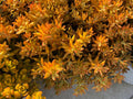 Sedum 'Firestorm' Succulent Cuttings 3-Pack, Drought-Tolerant, Low-Growing, Perfect for Gardens & Arrangements