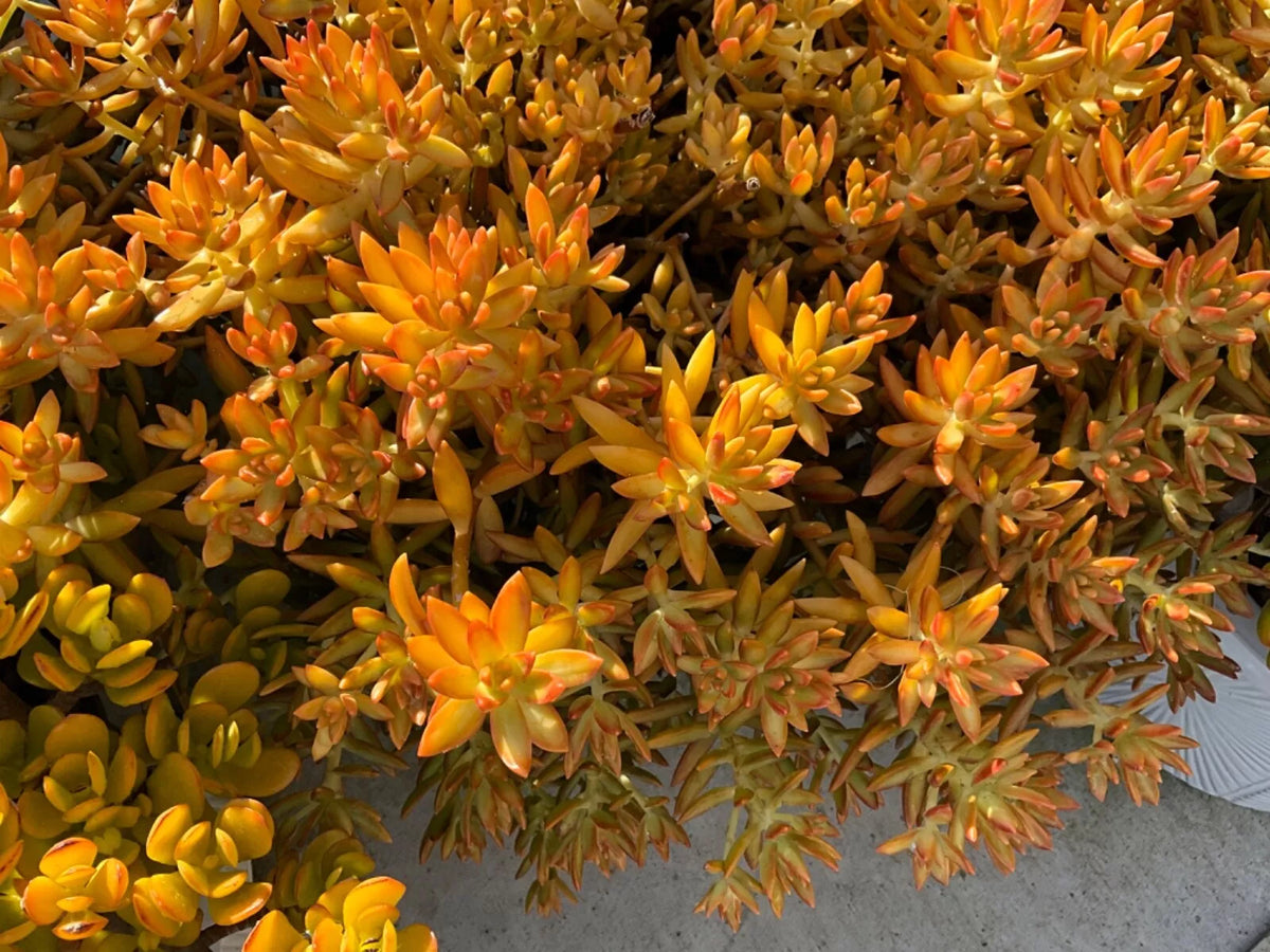 Sedum 'Firestorm' Succulent Cuttings 3-Pack, Drought-Tolerant, Low-Growing, Perfect for Gardens & Arrangements