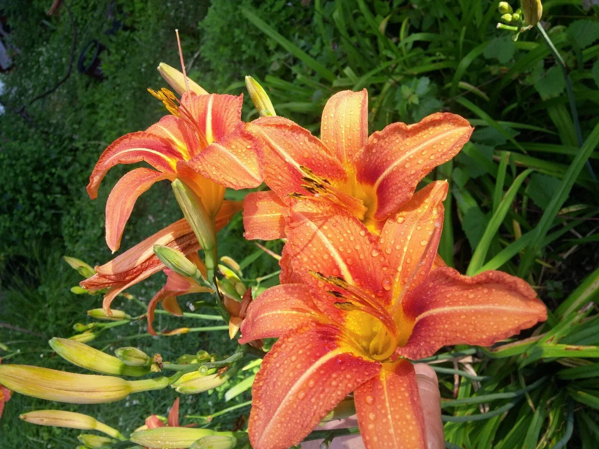 Daylily Starter Plants - 20 Quality Hemerocallis Varieties for Gardens, Borders, and Landscaping