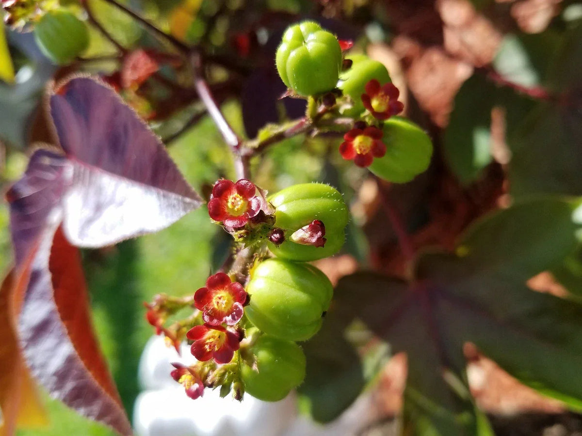Live Rooted Jatropha Gossypifolia Belly Ache Bush Starter Plant for Gardens, Medicinal Use & Home Decor