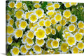Limnanthes douglasii Poached Egg Flower Seeds - Bright Yellow & White Annual Wildflower Seed Pack of 50
