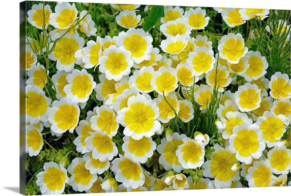 Limnanthes douglasii Poached Egg Flower Seeds - Bright Yellow & White Annual Wildflower Seed Pack of 50