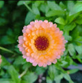 Pink Surprise Marigold Seeds - 25+ Tagetes erecta Annual Garden Flower for Beds & Containers