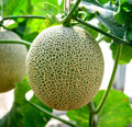 Cantaloupe Seeds 100+ Pack Hale Variety Non-GMO Cucumis melo Garden Planting Seeds Made in USA