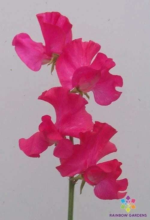 Sweet Pea Seeds - Judith Wilkinson Variety, Climbing Vine, Fragrant Flowers, Lathyrus odoratus, 50+ Seeds for Garden Planting