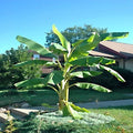 Dwarf Cavendish Banana Tree Seeds - Musa acuminata - Tropical Fruit Plant for Garden & Pot Cultivation - 10 Pack