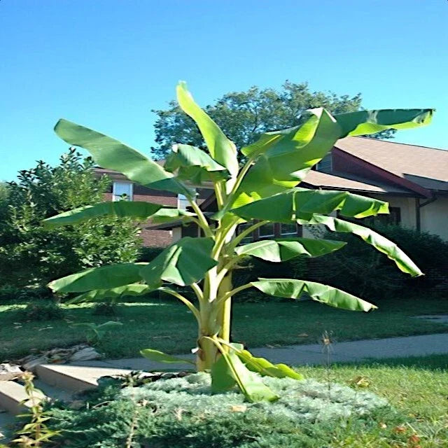 Dwarf Cavendish Banana Tree Seeds - Musa acuminata - Tropical Fruit Plant for Garden & Pot Cultivation - 10 Pack