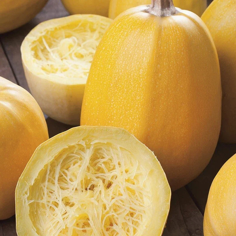 Yellow Spaghetti Squash Seeds - Vegetable Seeds for Fall Winter Garden, Cucurbita pepo, Vining, Non-GMO, Easy to Grow