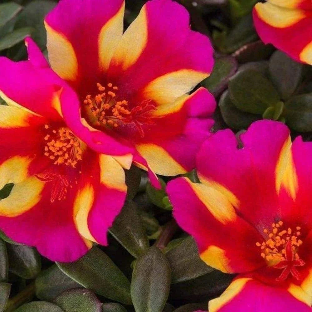 Watermelon Punch Portulaca Seeds - Succulent Ground Cover, Edible Purslane, Drought-Tolerant, Full Sun, 100+ Seeds, US Seller