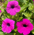 Petunia Seeds - 2000 Count - Shanin Wild Hot Pink - Garden Flower Seeds for Spring - Petunia × hybrida