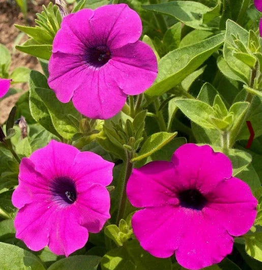 Petunia Seeds - 2000 Count - Shanin Wild Hot Pink - Garden Flower Seeds for Spring - Petunia × hybrida