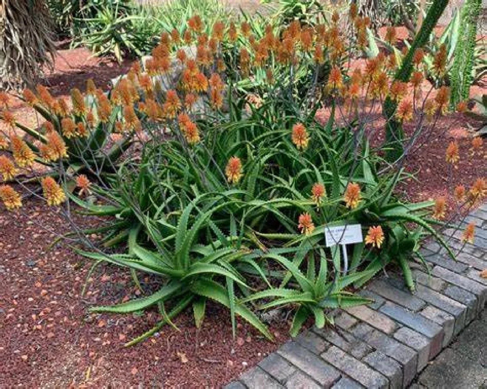 Aloe Camperi Flowering Succulent Seeds - 10 Pack, Drought-Tolerant, Indoor & Outdoor Gardening, Easy to Grow, Pollinator Attracting