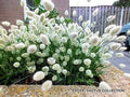 Lagurus Ovatus Seeds - Bunny Tails Hare's Tail Grass - Rare Exotic Flowering Plant for Gardens & Containers