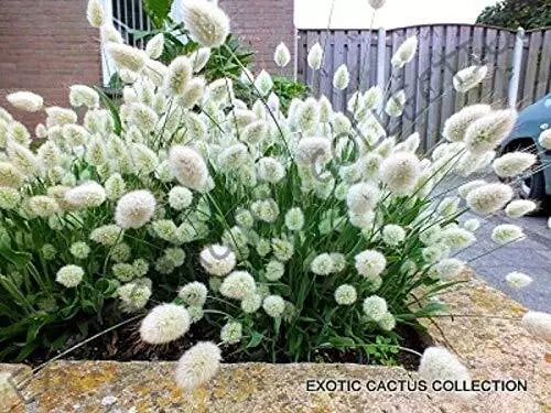 Lagurus Ovatus Seeds - Bunny Tails Hare's Tail Grass - Rare Exotic Flowering Plant for Gardens & Containers