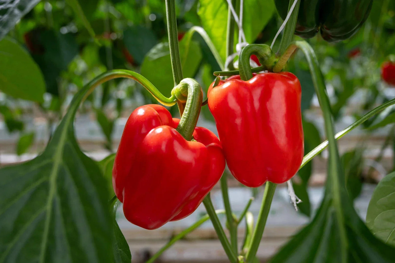 California Wonder Pepper Seeds - Non-GMO Heirloom Capsicum annuum for Garden, Cooking & Preserving