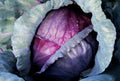 Red Acre Cabbage Seeds - Organic Heirloom Non-GMO Brassica oleracea for Home Garden, Salad & Cooking
