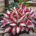 Candy Cane Coleus Seeds - 25+ Pack, Colorful Foliage, Plectranthus scutellarioides, Garden Planting, Easy to Grow